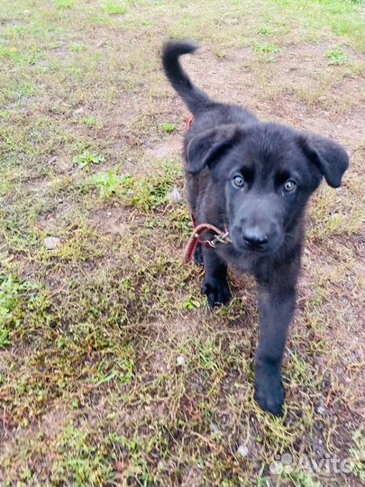 Щенок Миша в добрые руки