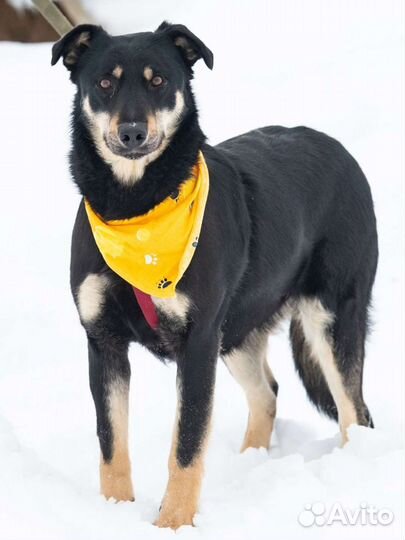 Собака в добрые руки