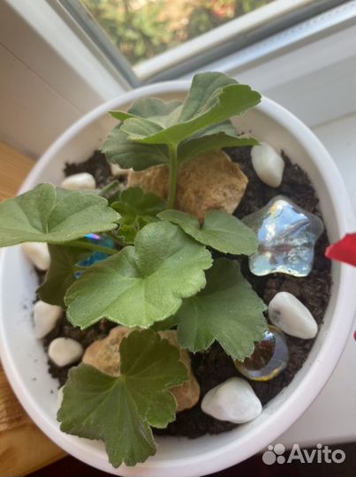 Пеларгония герань