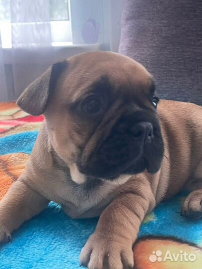 Малыши французики