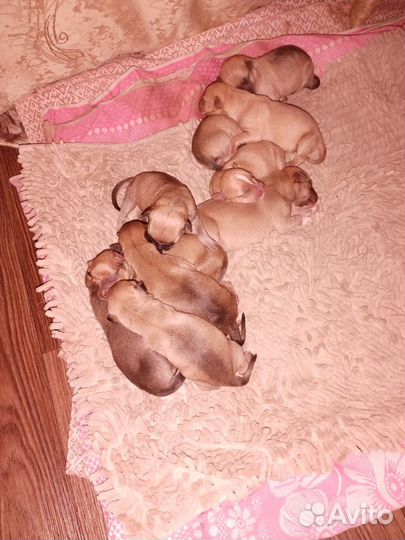 Щенки питбуля