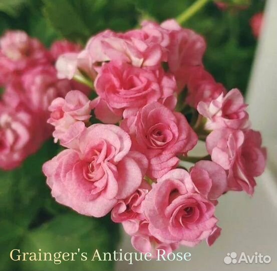 Пеларгония герань розебудная