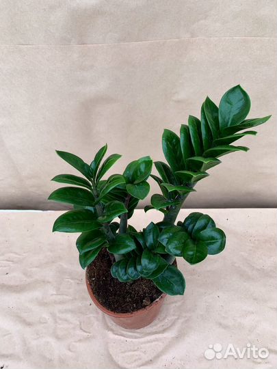 Замиокулькас Зензи