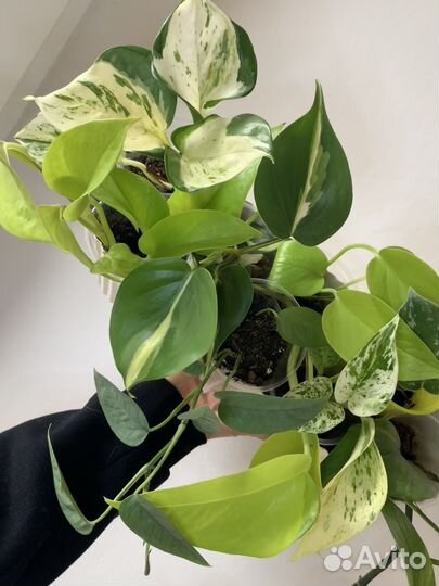 Свежак Фил неон треби сциндапсус