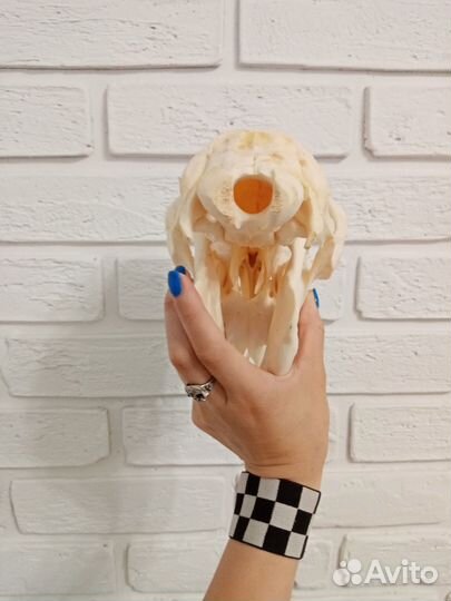 Череп козла