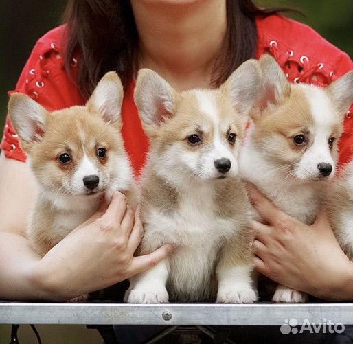 Красивые щенки вельш корги пемброк, мальчики