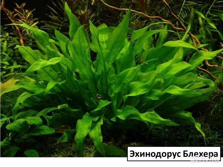 Эхинодорус, анубиас, криптокорина, папоротник и др