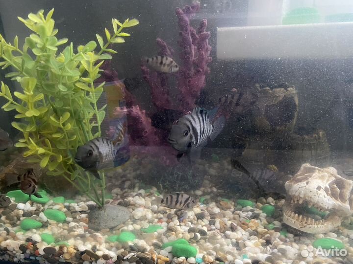 Аквариумные рыбки бесплатно