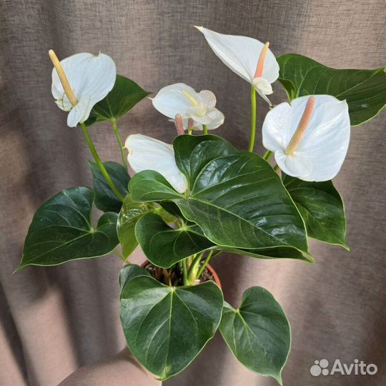 Антуриум Ариса белый