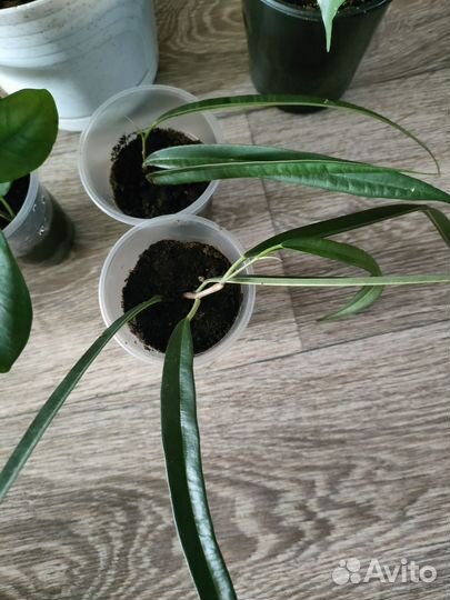 Фикус, бересклет