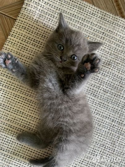 Котята Британцы