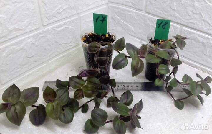 Традесканция гибазис каллизия силламонтана