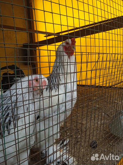 Брама и дикие утки