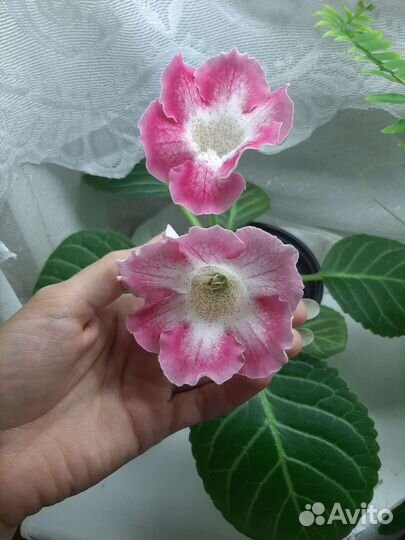 Глоксиния цветущая