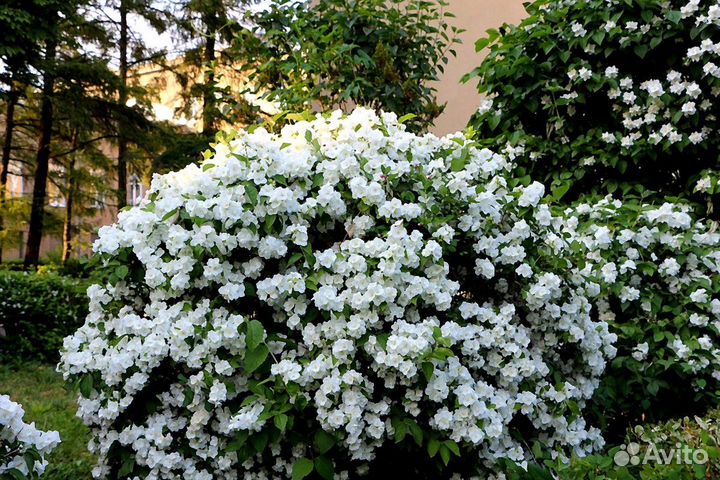 Саженцы Жасмин садовый (чубушник) в горшке доставк