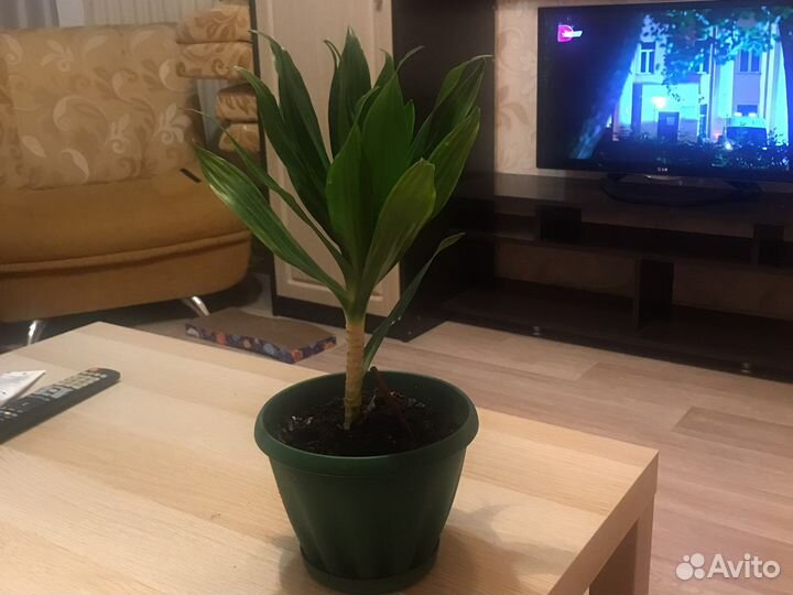 Кордилина
