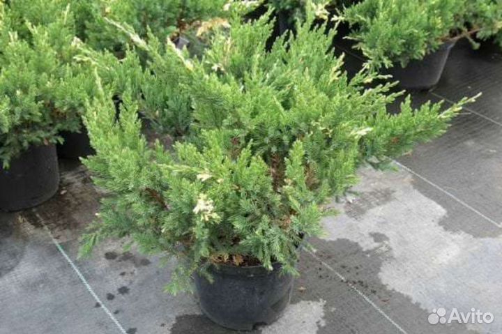 Можжевельник китайский Expansa Variegata /С10 50