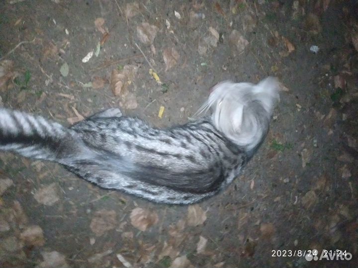 Котик ищет дом