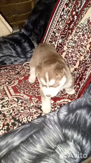 Отдам щенка в добрые рукки