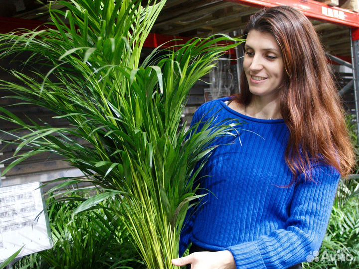 Озеленение офисов в Ярославле / растения для офиса