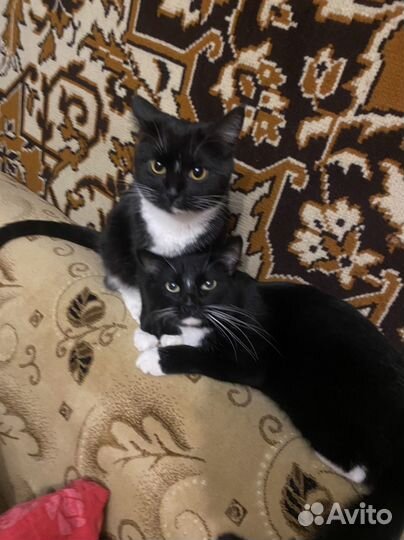 Кошка и котик