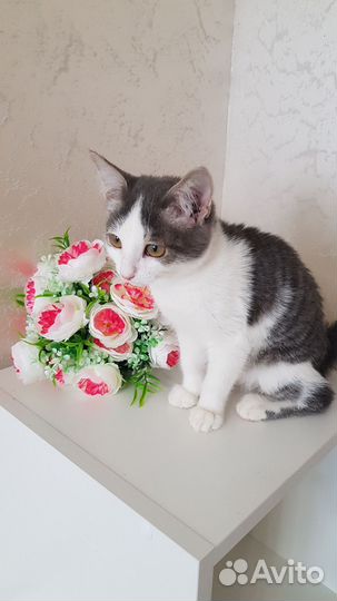 Котик Тимошка