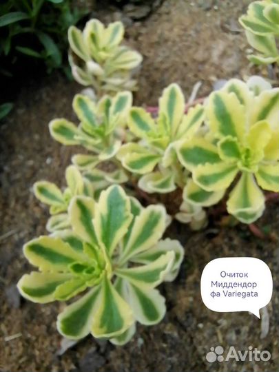 Сортовые молодила и очитки