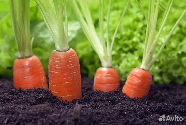 Чернозем Торф