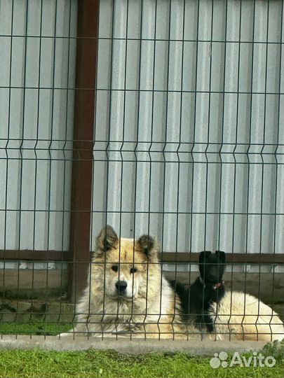 Собака в добрые руки