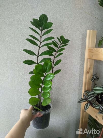 Замиокулькас