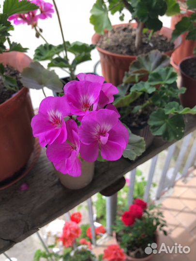 Пеларгония герань сортовая