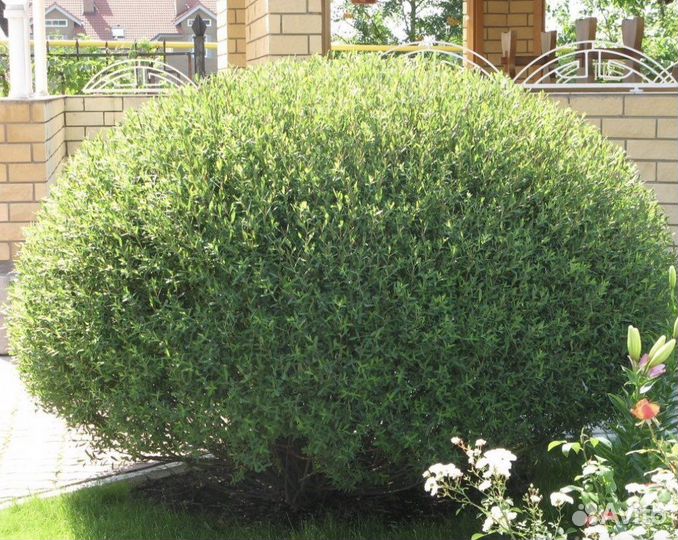 Ива пурпурная Нано