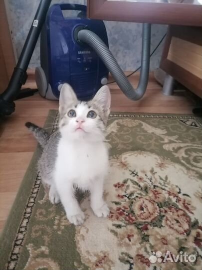 Котик Фиксик
