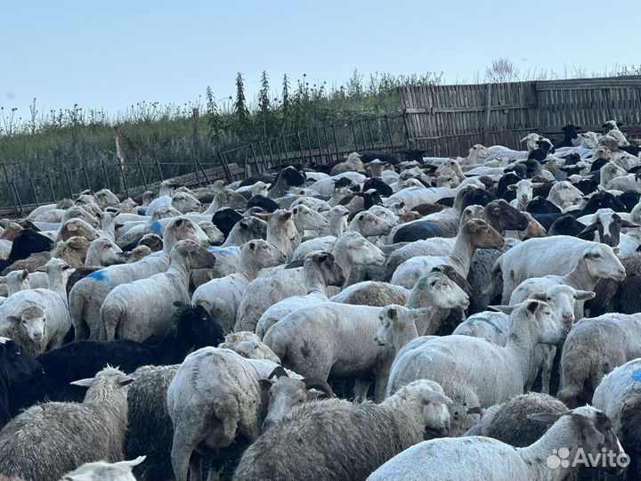 Стадо овец