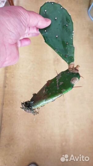 Продам кактус съедобный (опунция)