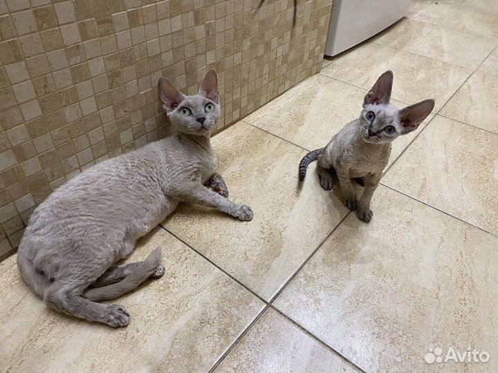 Девон-рекс голубоглазая Тея