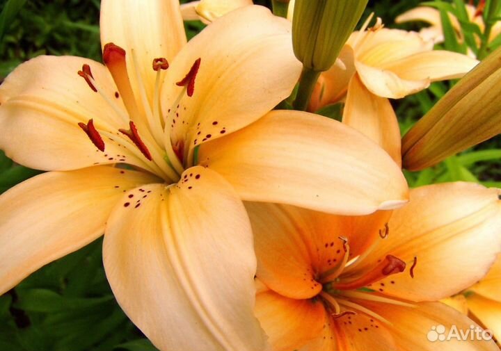 Лилии микс в срезке