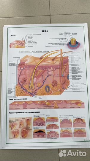 Плакаты строение волоса и кожи