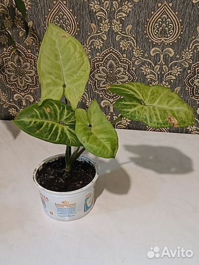 Комнатные цветы обмен