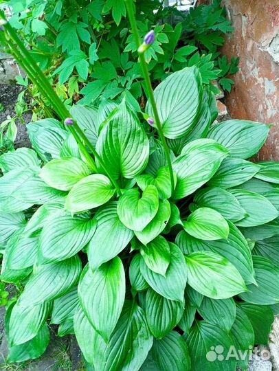 Лилия, хосты