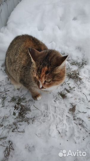 Отдам котяток в добрые руки