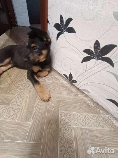 Немецкая овчарка