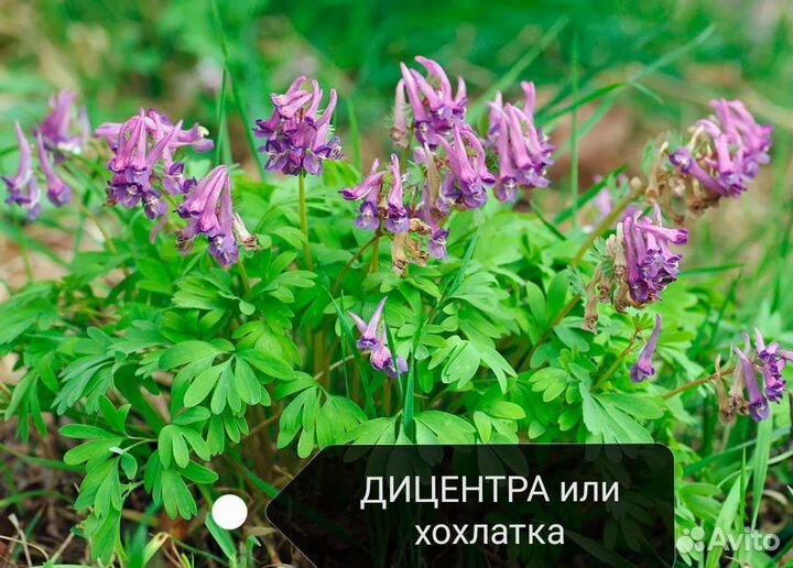 Барвинок, Бересклет