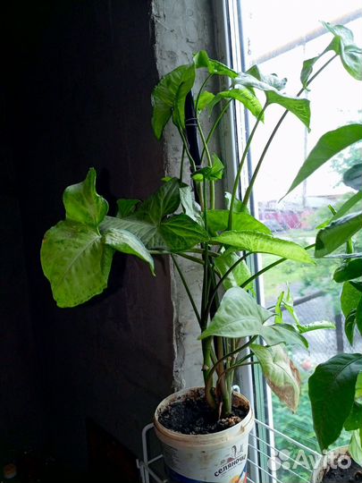 Спатифиллум и другие цветы