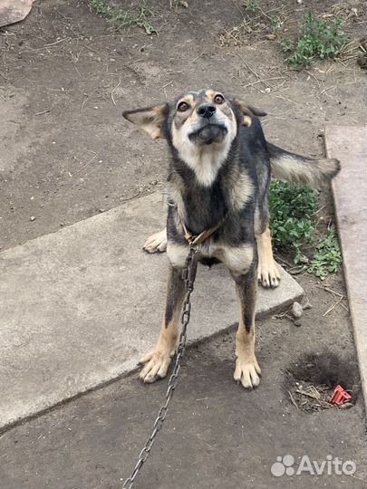 Отдам в добрые руки