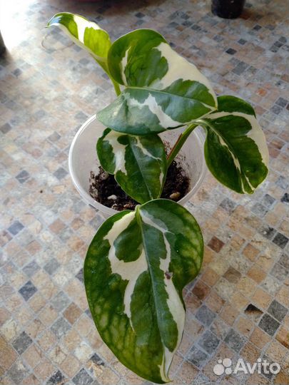 Сцинтапсус(Эпипремнум), Сансевиерия