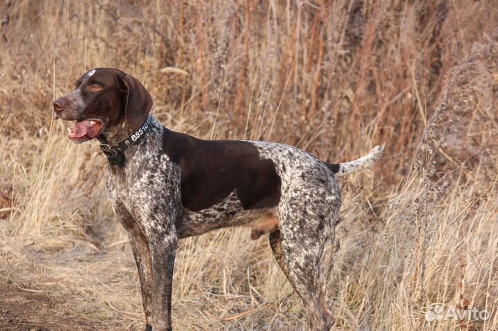 Курцхаар вязка