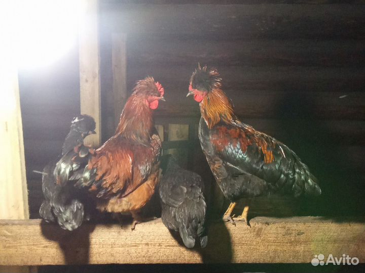 Молодые петухи