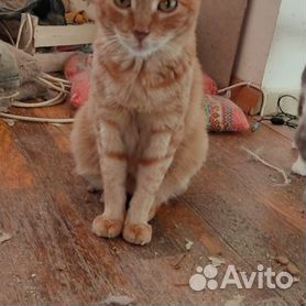 Шотландская кошка рыжие котята - картинки и фото витамин-п-байкальский.рф
