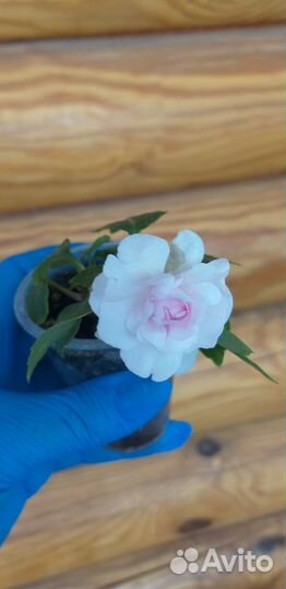 Бальзамин махровый